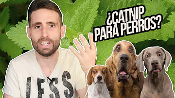 ¿Puede la hierba gatera dormir a un perro?