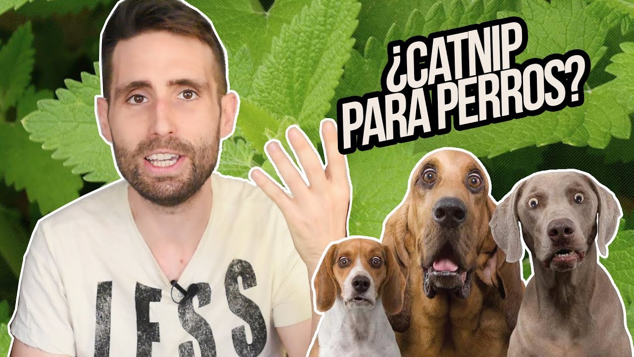 Es Malo Darle Palomitas A Los Perros