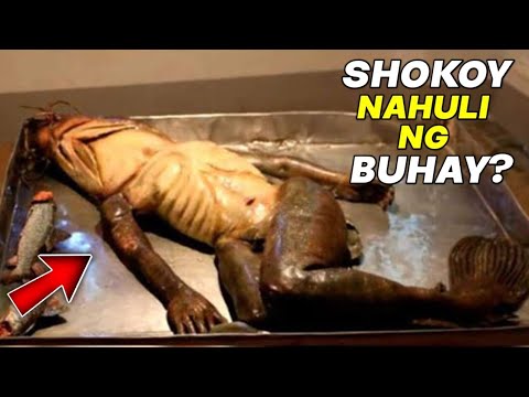 Video: Ano Ang Hitsura Ng Isang Wolverine