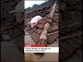 Porcos tentam se abrigar em telhado no município de Roca Sales