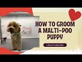 How i groom a maltipoo puppy