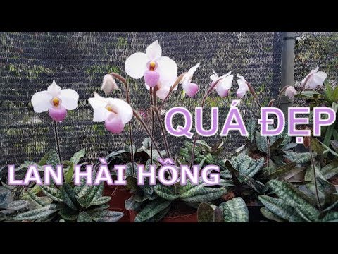 Lan hài Hồng Paphiopedilum delenatii - Mùa Lan Hài 2019 (P1) | Foci