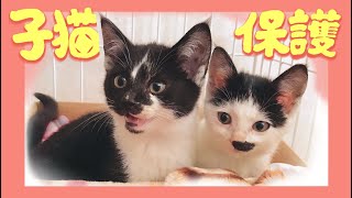 子ねこ兄妹がやってきた！はじめてのゴハン〈保護１日目〉＃03