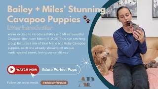 Bailey + Miles’ Stunning Cavapoo Puppies 🐾 | Blue Merle & Ruby Litter Introduction