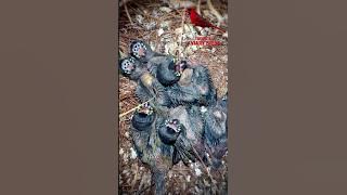 Anak burung - anak burung pipit Gouldian - suara burung #burung #burung #alam #hewan