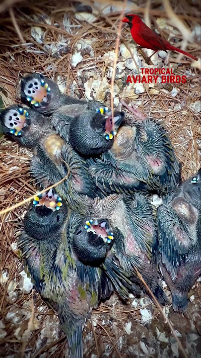 anak burung - anak burung finch gouldian - suara burung #burung #burung #alam #hewan