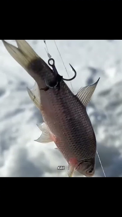 ♻️😅🔥 detik detik Darno melubangi sungai es demi mancing🔥🔥 #shortvideo #fishing #viralvideo #mancing