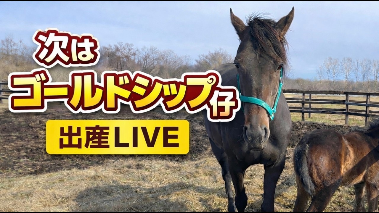 馬の出産｜Live Horse Birth