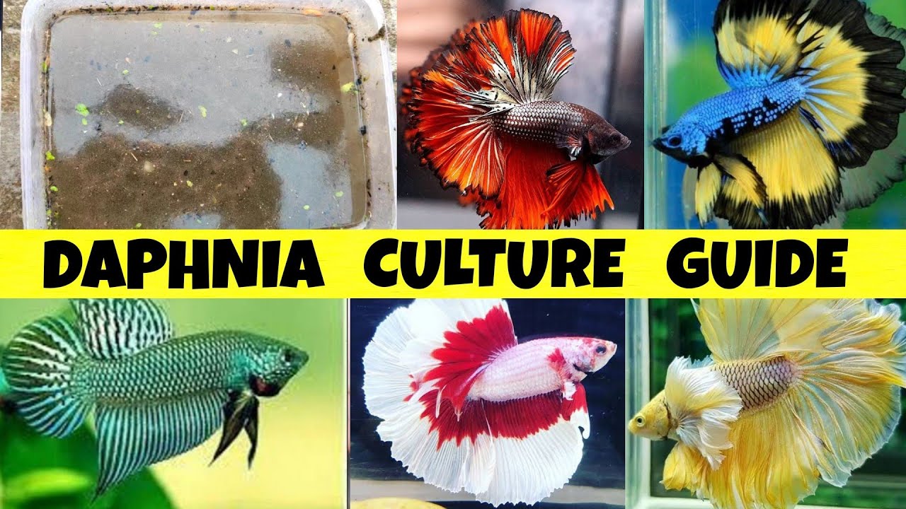 HOW TO CULTURE DAPHNIA WITHOUT STARTAR | DAPHNIA CULTUR | HOW TO CULTURE DAPHNIA | DAPHNIA FISH FOOD