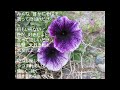 ちなつのこころ No6 「ありがとうと叫んだら」 作詞 鈴木千奈津 作曲 板倉直壽