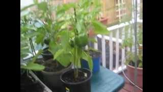 container vegetable garden august 2.AVI