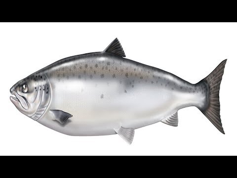 فيديو: ما هو سمك السلمون أو سمك السلمون المرقط؟