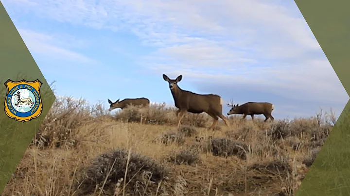 Mule Deer Migration