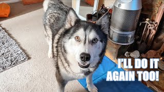 Giant Husky Nearly BREAKS My Laptop!