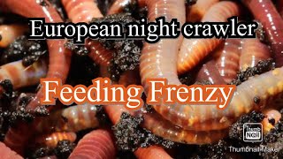 European nightcrawler FEEDING FRENZY, they go crazy #worm feeding frenzy