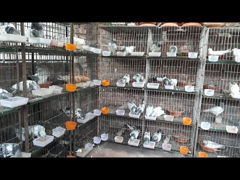 rony-pigeon-breeding-loft-।-pigeons-market.net-|-high-flyer-pigeon-|-pigeon-videos-|-fancy-pigeon