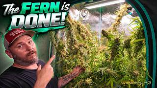 Time to HARVEST the CANNA-FERN plant!  |  MarsHydro Smart Control Grow Kit