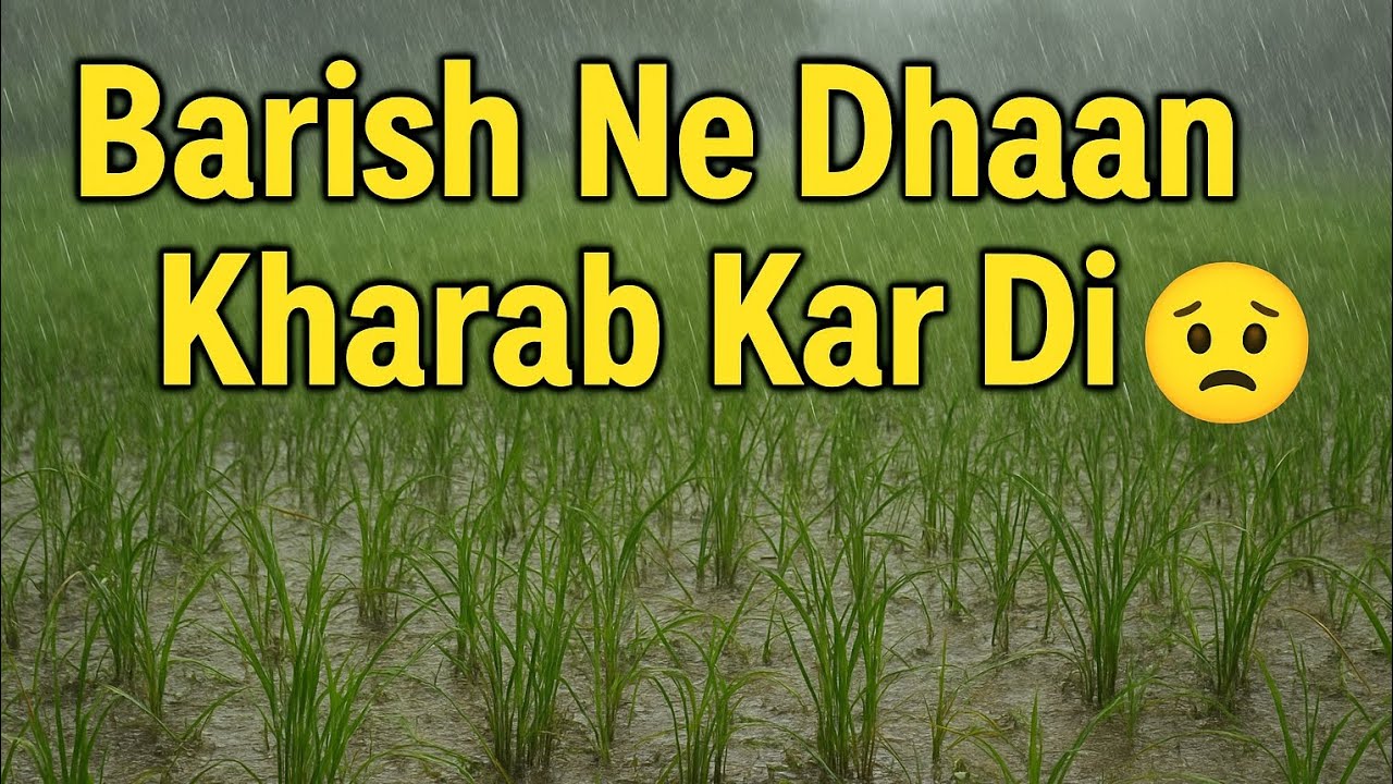 🌾 Dhaan Ki Kheti Ka Full Block Video | Barish Se Hua Dhaan Kharab Kisanon Ki Mehnat Par Pani Fir Gay