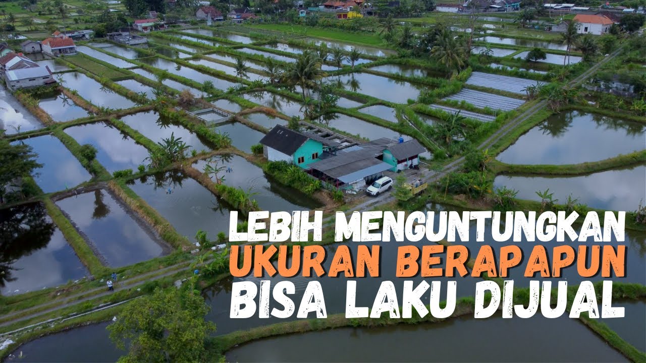 Sukses Budidaya dan Pembibitan Ikan Air Tawar , 23 Tahun Ternak Ikan dan Tidak Tergiur Usaha Lain