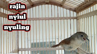 Flamboyan rajin nyiul nyuling