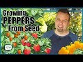 How to Grow Peppers from Seed // Step by Step Instructions