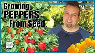 How to Grow Peppers from Seed // Step by Step Instructions