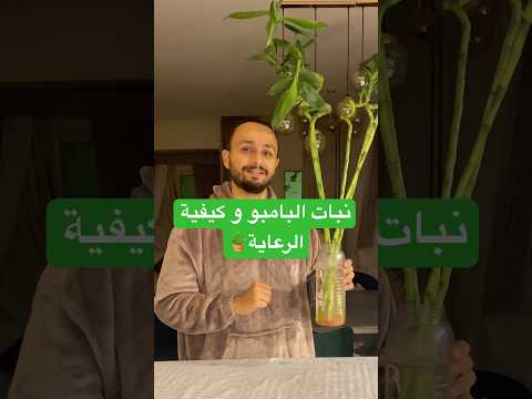 نبات البامبو و كيفية الرعاية نباتات    اكسبلور اشجار بامبو مصر القاهرة
