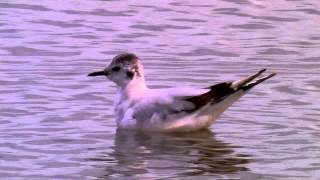 Little Gulls     -  Larus minutus