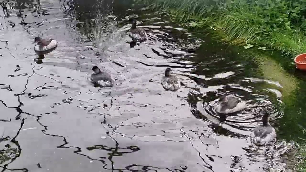 beautiful black-necked grebe, eared grebe😍