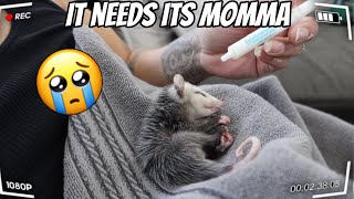 We Adopted A Baby, We Found By Itself Help