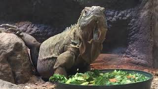 World Lizard Day!
