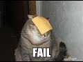 Cat fails funny