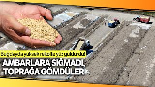 Buğday Hasadında Rekolte Yüksek,  Alanlarda Satanlarda Mutlu Resimi