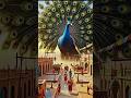Giant Peacock Over Rajasthan Village | #shorts | Giant Peacock| #microcitymagic