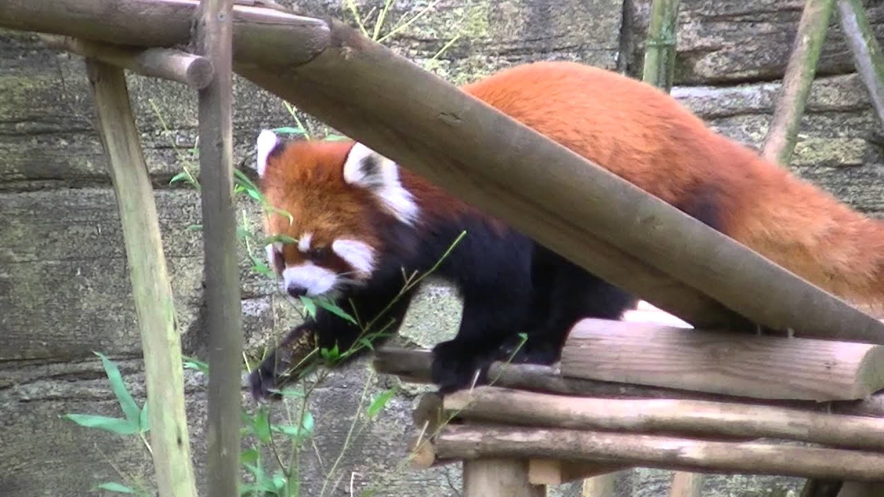 Protective Red Panda YouTube