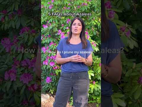 Vídeo: Winter Care Of Azaleas - Preparació d'arbustos d'azalea per a l'hivern