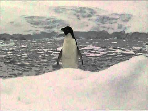 Video: Kuningas Pingviinikolonia Menettää 90 Prosenttia Väestöstä