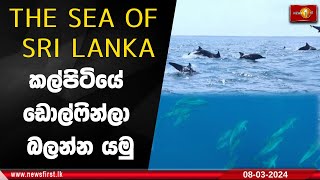 කල්පිටියේ ඩොල්ෆින්ලා බලන්න යමු. - The sea of Sri Lanka | Episode 04