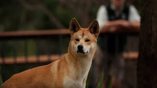 K’gari rangers search for remaining ‘high-risk’ dingoes who mauled tourist