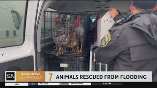 More than 100 animals rescued from Pajaro flooding