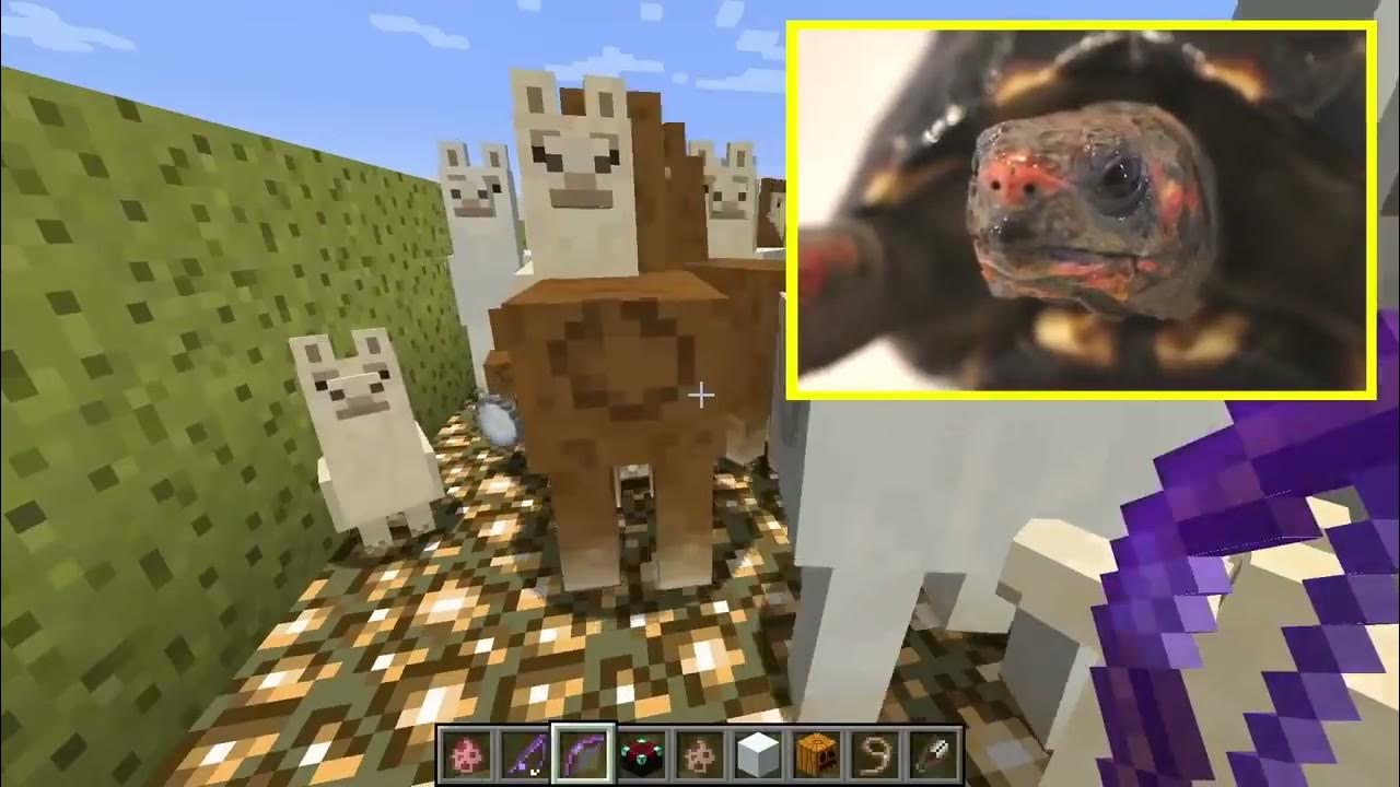 Preview 2 tortoise playing minecraft v3 youtube