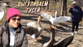 Весенняя прогулка с гусями в парке «Сад будущего» / AIDA ASKEROVA
