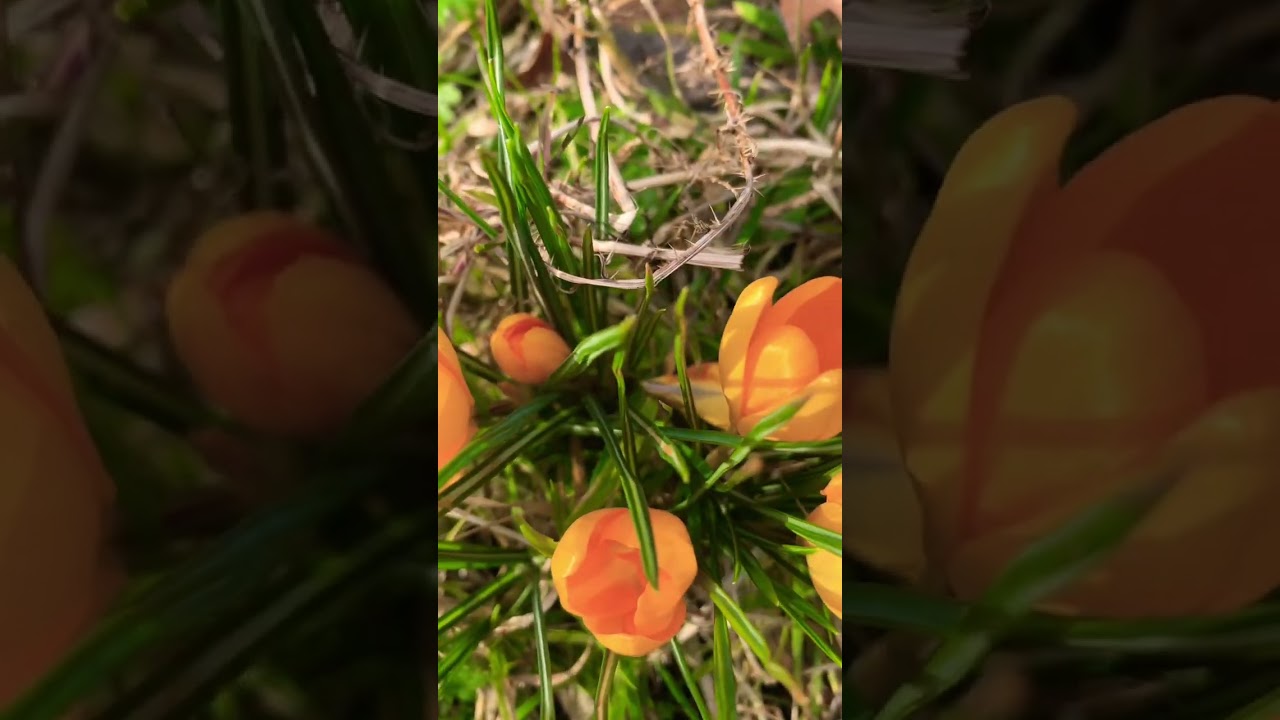 Crocus Yellow | Crocus | Crocus Flavus | Dutch yellow Crocus | Snow Crocus