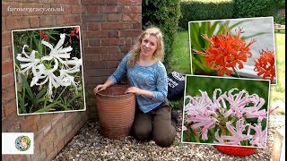 How to plant Nerines (bulbs) - FarmerGracy.co.uk