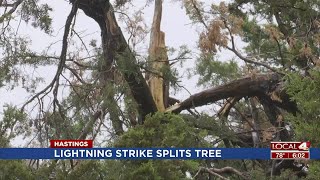 Lightning Strikes, Splits Tree