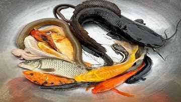 Kem Chanel lái công nông bắt cá trong cốc nước màu sắc có cá chép, cá vàng, cá thạch, cá trê, lươn.