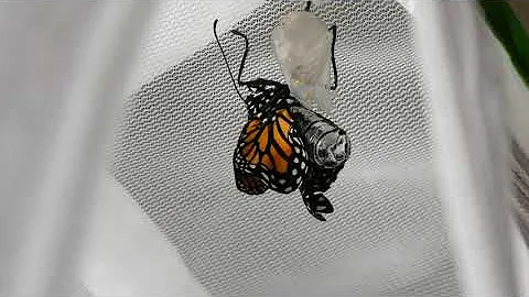 Monarch Butterfly Eclosing