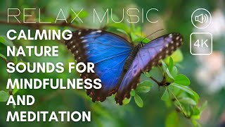 Calming nature sounds for mindfulness and meditation | Relaxing ambient music | Bird sounds | 4K screenshot 5