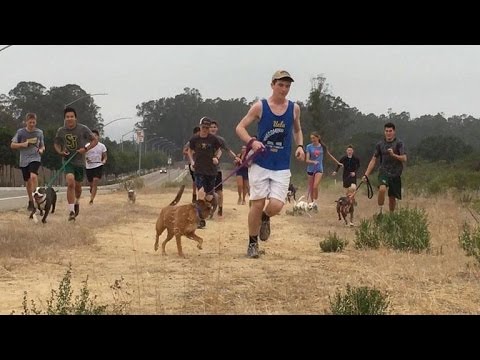 Meet the CA High School Cross Country Team That Took Shelter Pups Running and Saw Their Video Go …