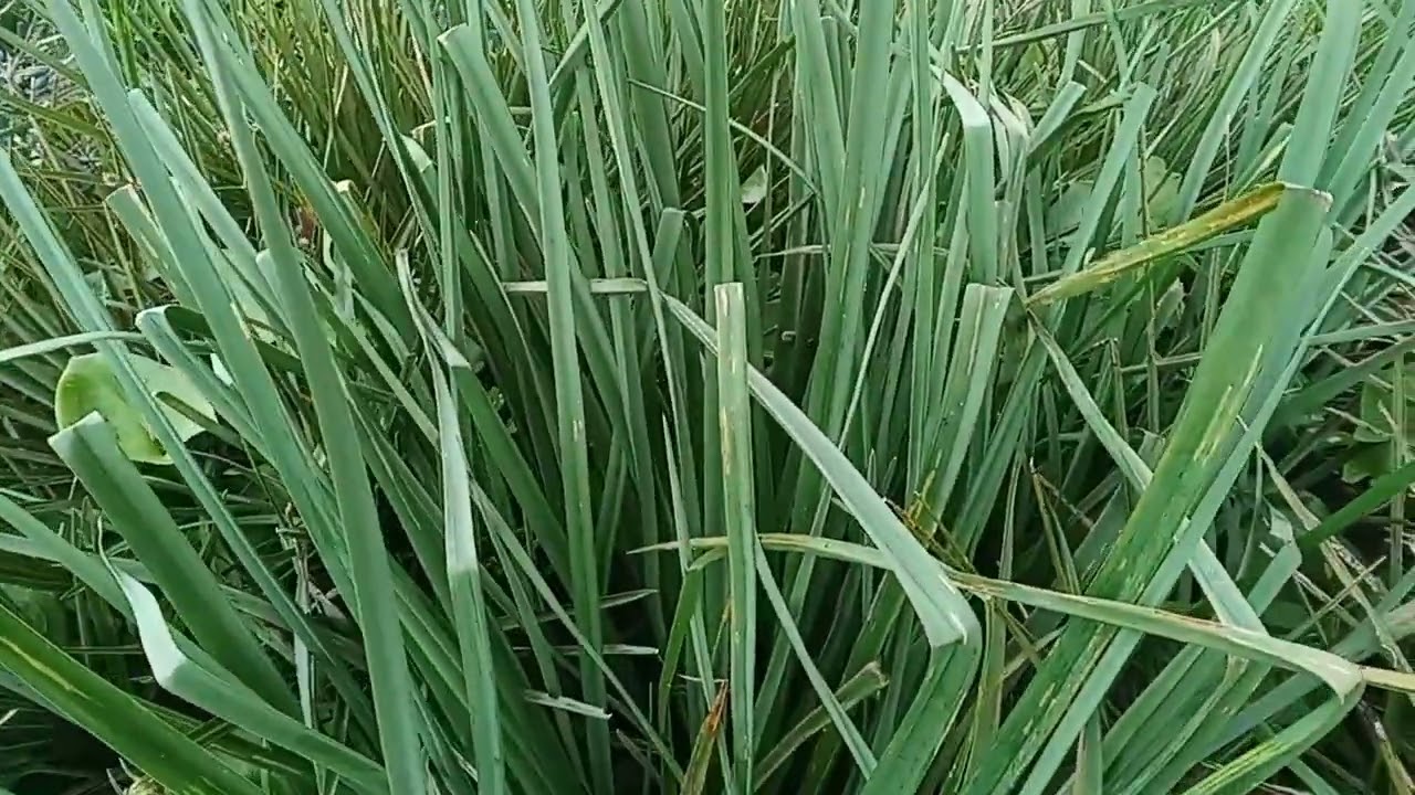 لحظات في الطبيعه ولنتعرف على أسماء بعض النباتات الربيعية 